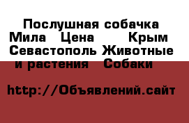 Послушная собачка Мила › Цена ­ 1 - Крым, Севастополь Животные и растения » Собаки   